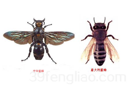 中华蜂蜜(俗称土蜂蜜)与意蜂蜜的区别:1)土蜂蜜:是一种野生黑色小蜜蜂