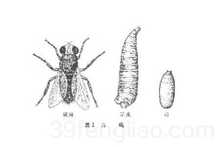 39蜂疗网：美国再现僵尸蜜蜂