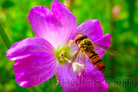 蜂花粉的药理作用 39蜂疗网