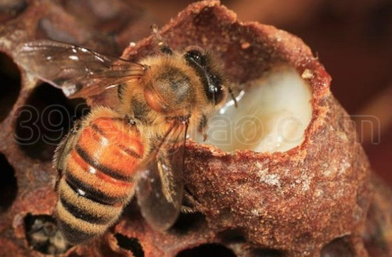 蜜蜂在吸食蜂王浆