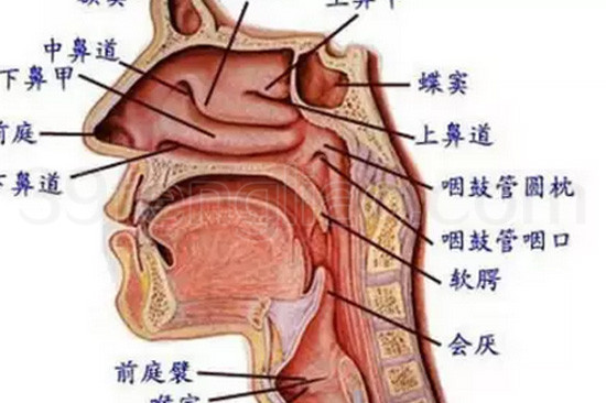 鼻粘膜糜烂的蜂蜜疗法